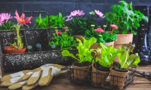 Gartengeräte und junge Pflanzen, bereit für den Frühling. Die zarten Setzlinge und Blumen sind geschützt, um sie vor **Pflanzen bei Frost** zu bewahren.