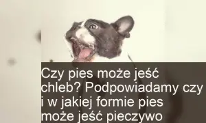 Czy pies może jeść chleb? Ekspert radzi: ryzyko i bezpieczne zasady.