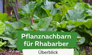 Grüner Rhabarber mit roten Stielen. Text: "Pflanznachbarn für Rhabarber". Gute Nachbarn für den Rhabarber im Garten.