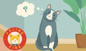 A curious cat sits, a thought bubble with a question mark above its head, pondering if cats know their names. A "Feline Fine" logo is nearby.