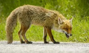 Lis z otwartym pyskiem, z widocznymi zębami, wygląda groźnie. Jego oczy błyszczą, a sierść jest nastroszona. Może to objaw wścieklizny.