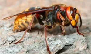 En närbild av en bålgeting fridlyst på en trädstam. Dess orangea och svarta färger framträder tydligt.