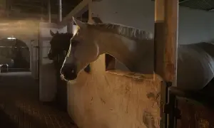 Biały koń w stajni, jego głowa wystaje z boksu. W tle widać ciemniejszego konia i kopyto konia na kamiennej posadzce.