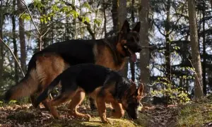 Jak rośnie owczarek niemiecki - kluczowe etapy i wymiary wzrostu