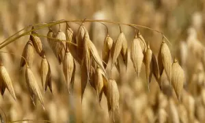 Złociste kłosy owsa, bogate w błonnik, ale bez glutenu, dojrzewają na polu.