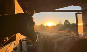 Koń wygląda z wnętrza stajni Happy Hoof na zachód słońca. W tle widać inne konie i stóg siana.