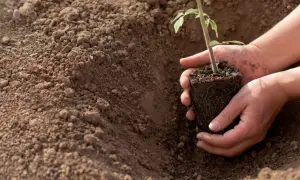 Dłonie trzymają sadzonkę pomidora, gotową do posadzenia w żyznej ziemi.