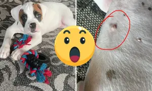 A cute boxer puppy lies with a toy, while a close-up shows a circled area, sparking curiosity: do dogs have belly buttons?