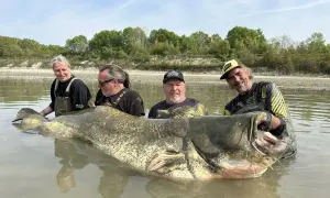 Vier Angler mit einem riesigen Wels im Wasser. Man fragt sich, wie alt wird ein Wels dieser Größe?