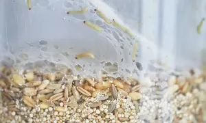 Petites larves rampent dans un nid de fils blancs au-dessus d'un mélange de grains. Un nid mite alimentaire en pleine activité.