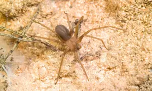 Une araignée de sable brune, aux longues pattes fines, se repose sur un sol sablonneux parsemé de brindilles et de toiles.