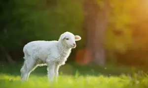 Mała, biała owieczka na zielonej łące, w promieniach zachodzącego słońca. Pan jest pasterzem moim, niczego mi nie braknie.