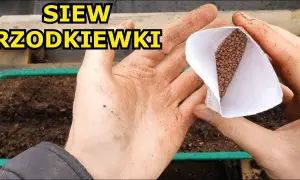 Jak siać rzodkiewkę do gruntu? Chrupiące zbiory bez błędów!