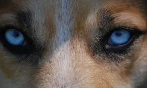 Ojos azules intensos de un perro, con pelaje marrón y blanco. Podría ser un signo de glaucoma en perros.