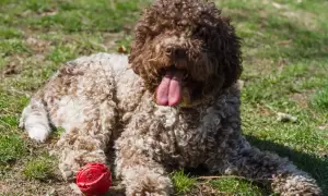 Lagotto Romagnolo: Sierść czy włos? Odkryj kluczowe różnice