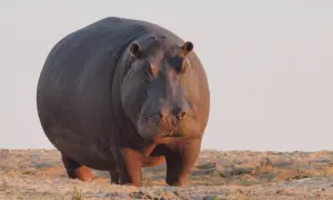 Potężny hipopotam na piaszczystym brzegu. Zastanawiasz się, ile waży hipopotam? Ten olbrzym robi wrażenie!