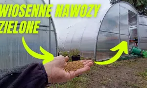 Kiedy siać gorczycę na nawóz zielony? Optymalny termin i korzyści