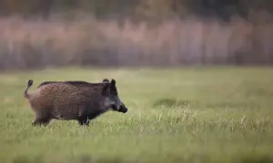 Jak szybko biega dzik? Zaskakujące fakty o prędkości dzików