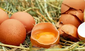 Jakie kury znoszą jajka bez cholesterolu? Odkryj zdrowe rasy kur