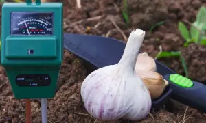 Jak zakwasić ziemię w doniczce - proste metody na idealne pH