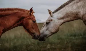 Cytaty o koniach i jeździectwie, które poruszają serce i duszę