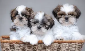 Ile kosztuje szczeniak shih tzu? Ceny, które zaskoczą przyszłych właścicieli