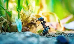 Skuteczne naturalne sposoby na mrówki w ogrodzie - 8 sprawdzonych metod