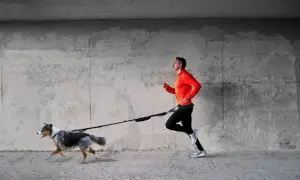 Cinturón para correr con perro: la solución para disfrutar sin molestias