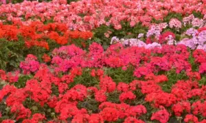Kiedy sadzić pelargonie do gruntu, aby uniknąć przymrozków?