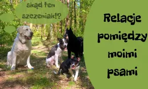 Jak wprowadzić szczeniaka do domu z psem, aby uniknąć konfliktów