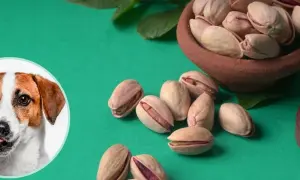 Czy pies może jeść orzechy pistacjowe? Ważne informacje o bezpieczeństwie.