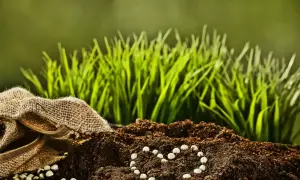 Kiedy nawożenie trawnika po zimie? Sprawdź najlepszy czas na start