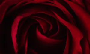 Wiersz dla pary młodej: Jak wzruszyć nowożeńców poezją?