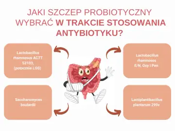 Czy probiotyk można brać bez antybiotyku? Grafika pokazuje jelita w bandażach, z propozycjami szczepów probiotycznych.