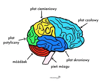 Kolorowy schemat mózgu z zaznaczonymi płatami: czołowym, ciemieniowym, potylicznym, skroniowym, móżdżkiem i pniem mózgu.