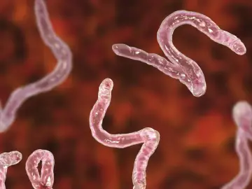 Różowe, wijące się pasożyty, przypominające kształtem literę S, to giardia.