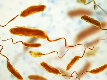 Bakterie Vibrio cholerae, wywołujące chorobę cholera, z charakterystycznymi wiciami.