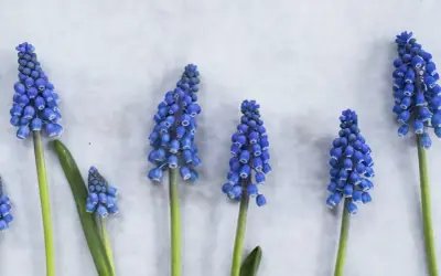 Reihen von blauen Traubenhyazinthen, deren Namen man sich merken sollte, blühen auf hellem Grund.