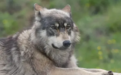 Un magnifique chien croisé loup, au pelage gris et blanc, repose paisiblement dans un pré verdoyant.