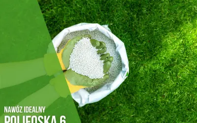 Ręce w zielonych rękawiczkach trzymają nawóz Polifoska 6 z worka, gotowe do użyźnienia trawnika.