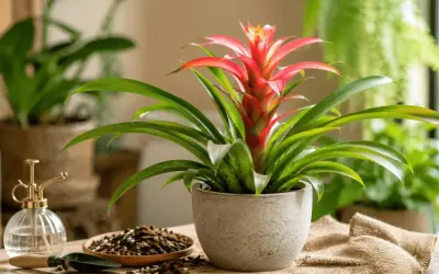 Bromelia en maceta gris con flor roja vibrante. A su lado, un pulverizador de latón y tierra para macetas, sugiriendo cuidados.