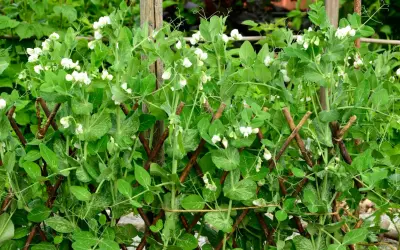 Zuckerschoten pflanzen ranken an einem Holzgitter empor, bedeckt mit zarten weißen Blüten und jungen Schoten.