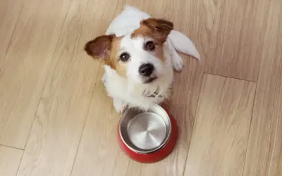 Szczeniak Jack Russell czeka z pustą miską, zastanawiając się, jak często karmić szczeniaka.