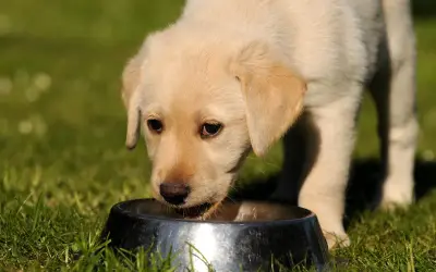 Szczeniak labradora pije z miski, zastanawiając się, czy pies może pić mleko.