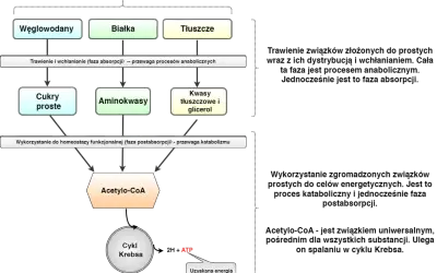 Schemat metabolizmu: węglowodany, białka i tłuszcze (źródło energii) prowadzą do Acetylo-CoA, a następnie do Cyklu Krebsa, generując ATP. Kluczowy dla spalanie tłuszczu.