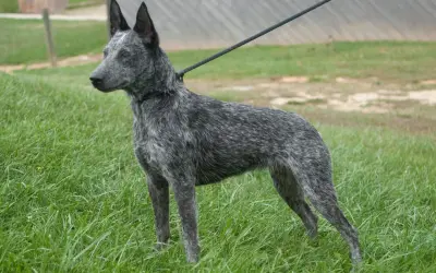 Piękny australian cattle dog na smyczy, gotowy do treningu. Zastanawiasz się nad australian cattle dog cena?