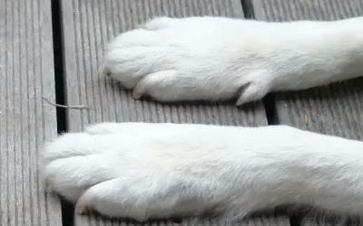 Dwie białe, puszyste łapy psa leżą na drewnianej desce. Zastanawiasz się, ile palców ma pies?