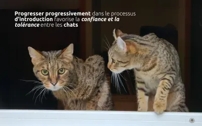 Deux chats femelles, l'une regardant fixement, l'autre curieuse, illustrent une cohabitation réussie.