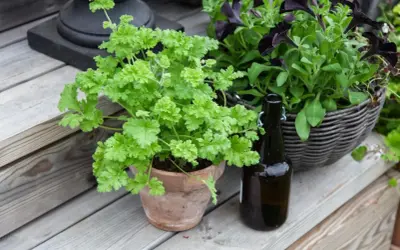 En frodig persilja i kruka står på en träaltan bredvid en mörk flaska och en korg med mörka blommor.