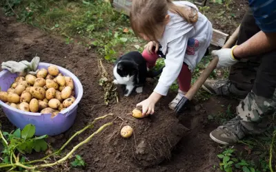 Une petite fille et un chat observent un homme qui plante des pommes de terre. Le moment idéal pour planter les pommes de terre est arrivé.